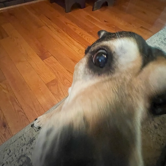 Meet your Posher, Milla - Picture 1 of 1